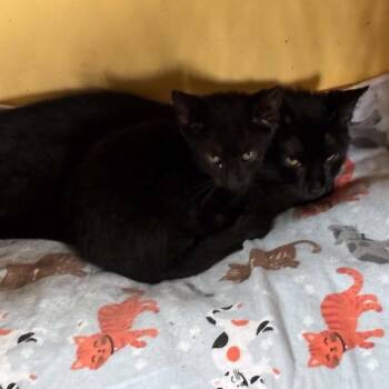 Cindy Clawford -  Domestic Short Hair Cat for Adoption in Hawley, Pennsylvania - Cindy Clawford | PetCurious