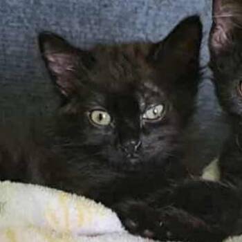 Rescue Domestic Short Hair Cats for Adoption in San Diego, California - Drac | PetCurious