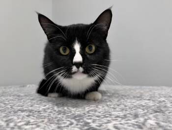 Rescue Domestic Short Hair Cats for Adoption in Frankfort, Indiana - Culvers | PetCurious