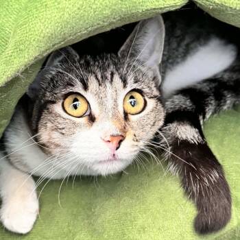 Domestic Short Hair Cats Available for Adoption - Godiva | PetCurious