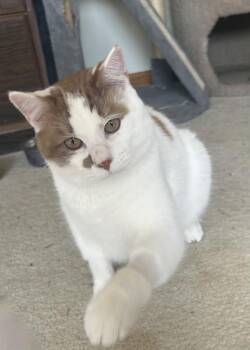 Uter -  Domestic Short Hair Cat for Adoption in Skyline, Minnesota - Uter | PetCurious
