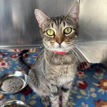 Honey -  Domestic Short Hair Cat for Adoption in Knoxville, Tennessee - Honey | PetCurious