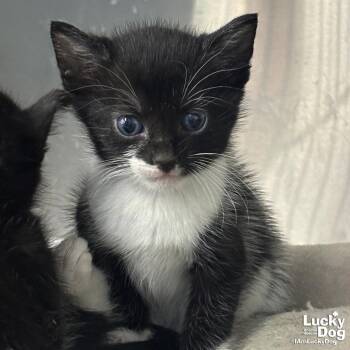 Domestic Short Hair Cats Available for Adoption in Washington, District Of Columbia - Gumby | PetCurious