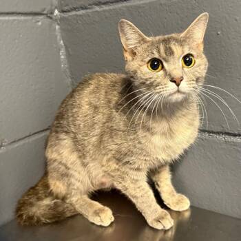 Domestic Short Hair Cats Available for Adoption in Tuscaloosa, Alabama - TUSC-Stray-84178 | PetCurious