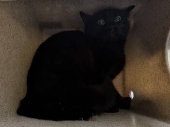 Domestic Short Hair Cats Available for Adoption in Kent, Washington - BARN CAT MOONIE | PetCurious