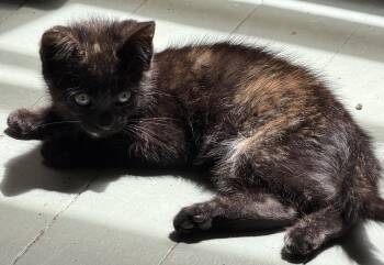 Chocolate & Creamsicle -  Tabby and Tortoiseshell Cat for Adoption in San Luis Obispo, California - Chocolate & Creamsicle | PetCurious