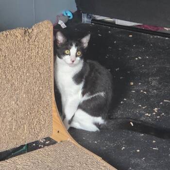 Sylvester -  Domestic Short Hair Cat for Adoption in Thomaston, Connecticut - Sylvester | PetCurious