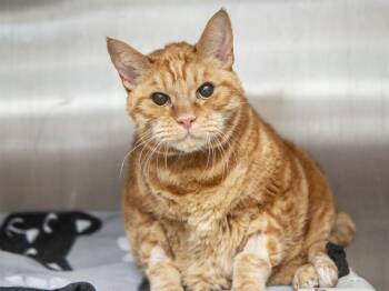 Domestic Short Hair Cats Available for Adoption - SAMMY | PetCurious