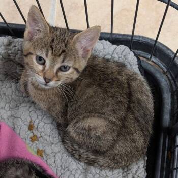 Logan -  Domestic Short Hair Cat for Adoption in Cape Girardeau, Missouri - Logan | PetCurious