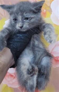 BLUEBELL -  Domestic Short Hair Cat for Adoption in San Bernardino, California - BLUEBELL | PetCurious