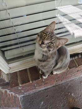 Domestic Short Hair Cats Available for Adoption in Memphis, Tennessee - Edgar | PetCurious