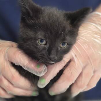 Domestic Short Hair Cats Available for Adoption in Newark, New Jersey - King | PetCurious