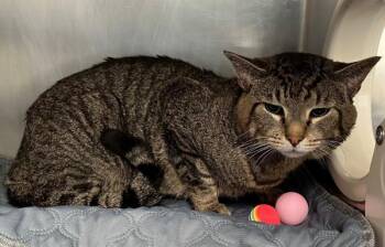 Scooter -  Domestic Short Hair Cat for Adoption - Scooter | PetCurious