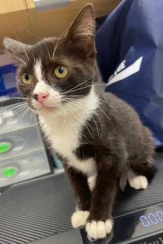 Rescue Domestic Short Hair Cats for Adoption in Hartsville, South Carolina - Bubbles | PetCurious