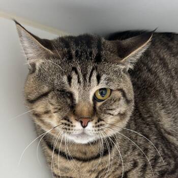 Castor -  Domestic Short Hair Cat for Adoption in Pontiac, Michigan - Castor | PetCurious