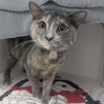 Shiny -  Domestic Short Hair Cat for Adoption in Fort Wayne, Indiana - Shiny | PetCurious