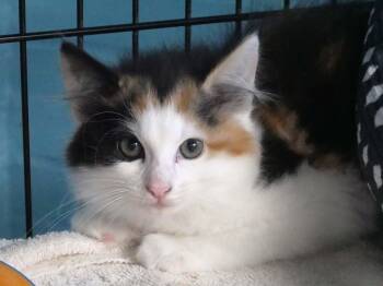 Lady Bug -  Domestic Long Hair Cat for Adoption in Bloomingdale, New Jersey - Lady Bug | PetCurious