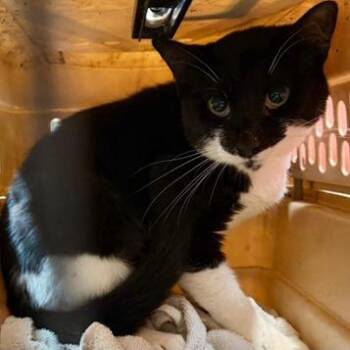 Checkers -  Domestic Short Hair Cat for Adoption in New York, New York - Checkers | PetCurious