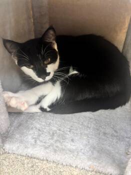 Roan -  Domestic Short Hair Cat for Adoption in Edison, New Jersey - Roan | PetCurious