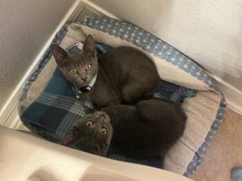 Zendaya -  Domestic Short Hair Cat for Adoption in St. Cloud, Florida - Zendaya | PetCurious