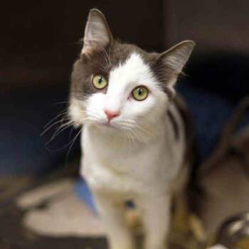 Rescue Domestic Long Hair Cats for Adoption in Atlanta, Georgia - Alani | PetCurious