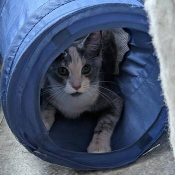 Potato Chip -  Domestic Short Hair Cat for Adoption in Reisterstown, Maryland - Potato Chip | PetCurious