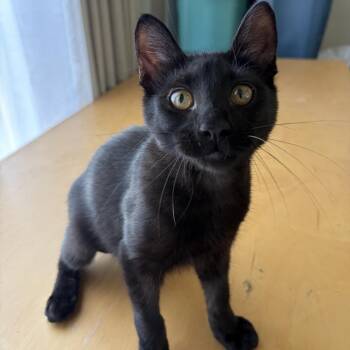Felix -  Domestic Short Hair Cat for Adoption in Los Angeles, California - Felix | PetCurious