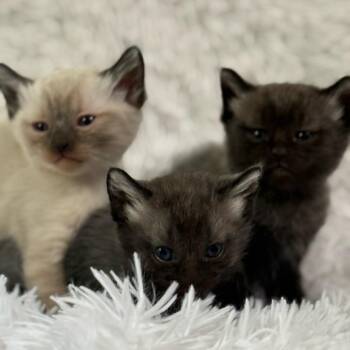 Tsunami -  Siamese Cat for Adoption in Brea, California - Tsunami | PetCurious