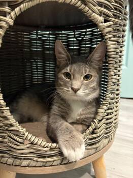 Rescue Tabby Cats for Adoption in Aiea, Hawaii - Carbon | PetCurious