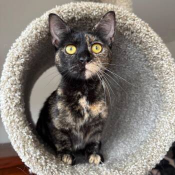 Uli -  Domestic Short Hair Cat for Adoption in Gibsonia, Pennsylvania - Uli | PetCurious
