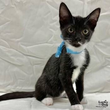 Loki -  Domestic Short Hair Cat for Adoption in Washington, District Of Columbia - Loki | PetCurious