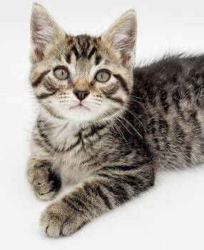 Pete is PURRFECT PRECIOUS -  Tabby and Bengal Cat for Adoption in Bedford Hills, New York - Pete Is PURRFECT PRECIOUS | PetCurious