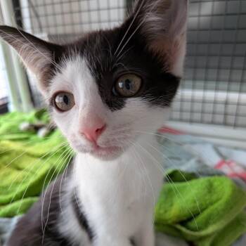 Velma -  Domestic Short Hair Cat for Adoption in Fairfax Station, Virginia - Velma | PetCurious