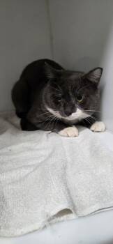 Lucky -  Domestic Short Hair Cat for Adoption in Delson, Quebec - Lucky | PetCurious
