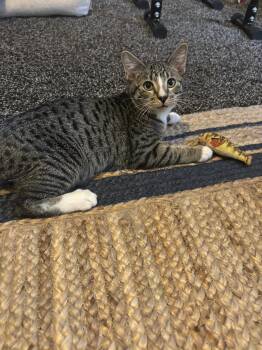 Jason -  Domestic Short Hair Cat for Adoption in Denver, Colorado - Jason | PetCurious