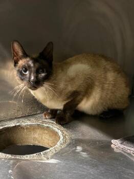 Domestic Short Hair Cats Available for Adoption in Rockport, Texas - Demi Lovato | PetCurious