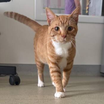 Creamsicle -  Domestic Short Hair Cat for Adoption in Nashville, Tennessee - Creamsicle | PetCurious