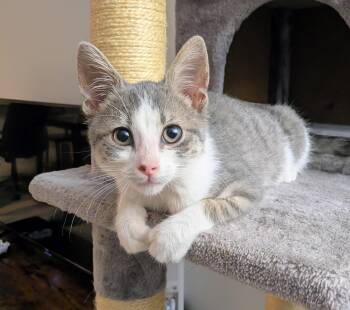 Ghost -  Domestic Short Hair Cat for Adoption in Reston, Virginia - Ghost | PetCurious