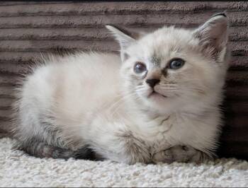 Siamese and Domestic Short Hair Cats Available for Adoption in Campbell, California - Misty | PetCurious