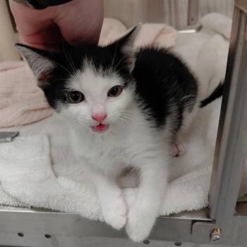 Domestic Short Hair Cats Available for Adoption - CARBON | PetCurious
