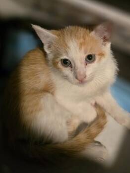 Domestic Short Hair Cats Available for Adoption in Metamora, Illinois - Ray | PetCurious