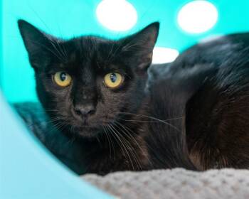 OBSIDIAN -  Domestic Short Hair Cat for Adoption in Leesburg, Virginia - OBSIDIAN | PetCurious