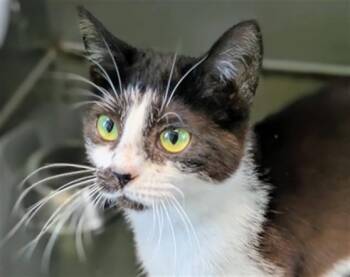 AZARIYAH -  Domestic Short Hair Cat Available for Adoption in Bloomington, Illinois - AZARIYAH | PetCurious