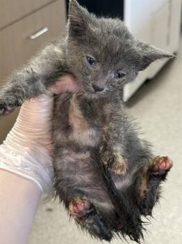 ELSA MARS -  Domestic Short Hair Cat for Adoption in Louisville, Kentucky - ELSA MARS | PetCurious