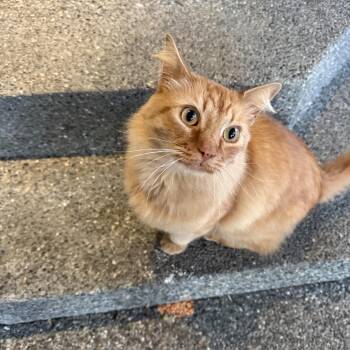 Leroy -  Domestic Medium Hair Cat for Adoption in Rochester, Washington - Leroy | PetCurious