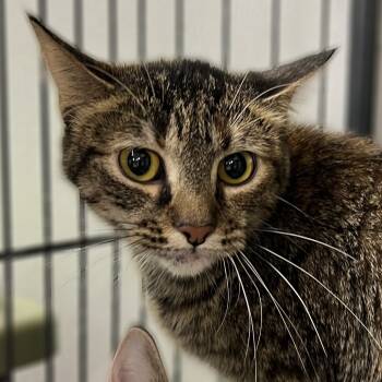 Rescue Domestic Short Hair Cats for Adoption in Springfield, Illinois - Plaid | PetCurious
