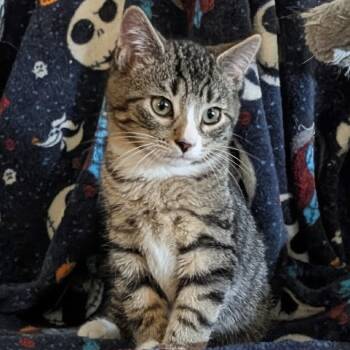 Rescue Domestic Short Hair Cats for Adoption in York, Pennsylvania - Jack | PetCurious