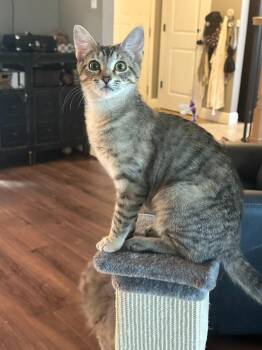 Domestic Short Hair Cats Available for Adoption in Ballwin, Missouri - Joni Mitchell | PetCurious