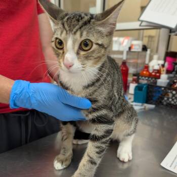 Rocky -  Domestic Short Hair Cat for Adoption in Birmingham, Alabama - Rocky | PetCurious
