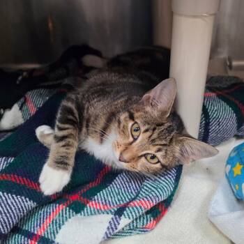 Potter -  Domestic Short Hair Cat for Adoption - Potter | PetCurious